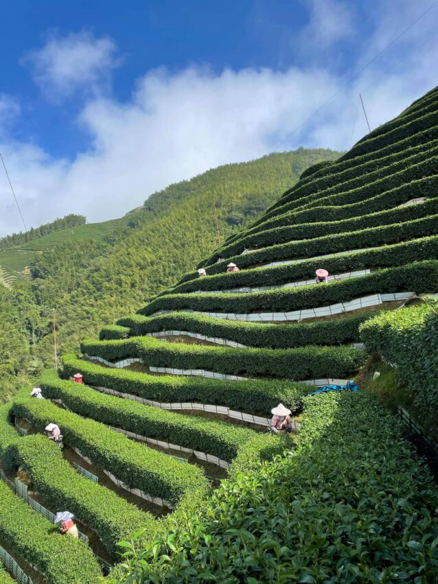 南投民間茶園